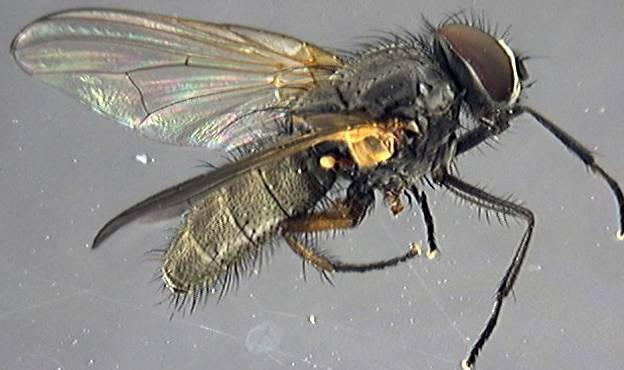 Fannia hamata